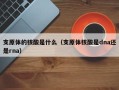 支原体的核酸是什么（支原体核酸是dna还是rna）